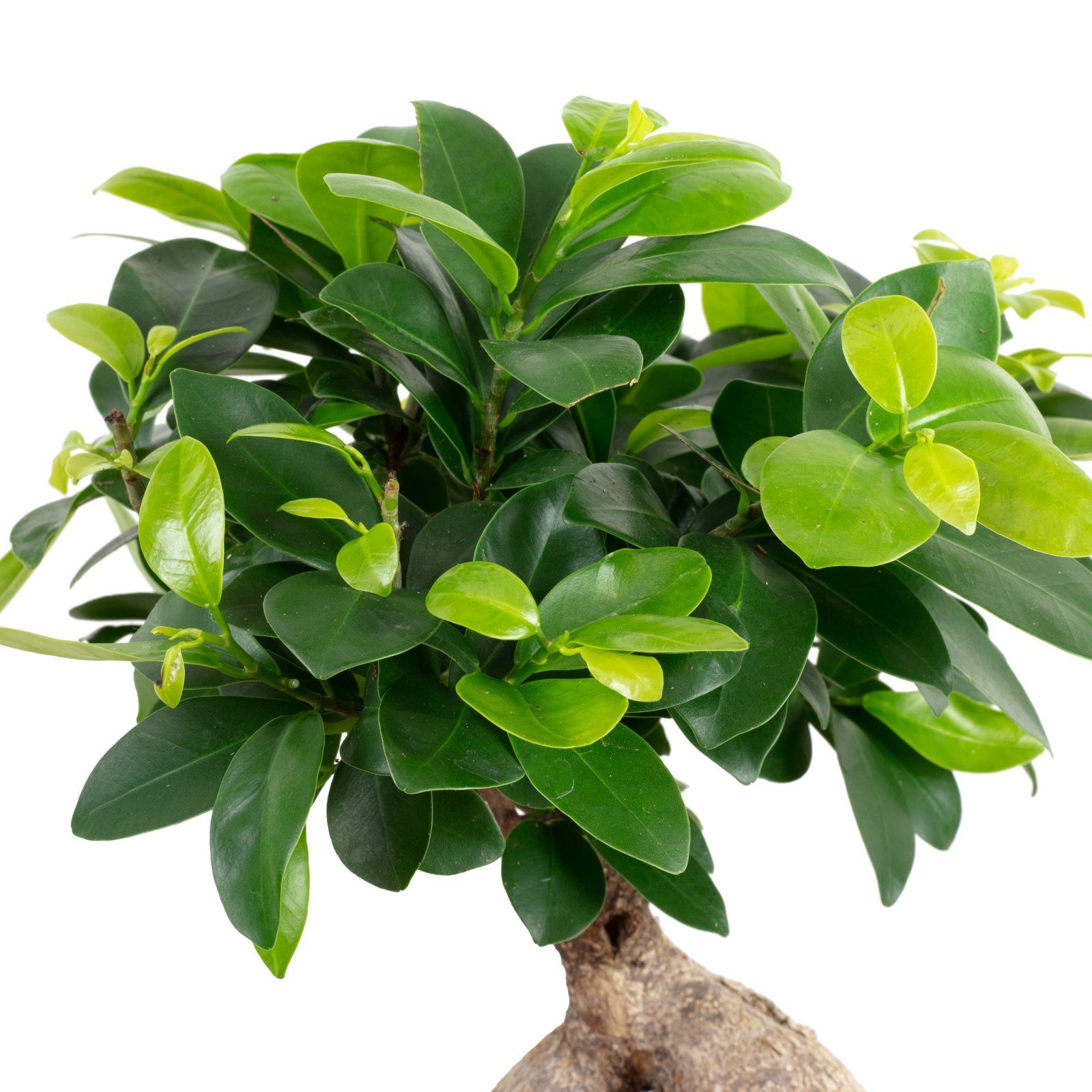 Flowerbox Zimmerpflanze Chinesische Feige - Ficus Ginseng, - Höhe ca. 40 cm günstig online kaufen