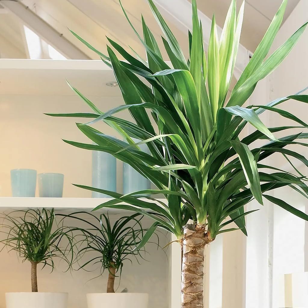 Green Me Up Zimmerpflanze Yucca Palme, Wächst in Erde, Pflege gleich null