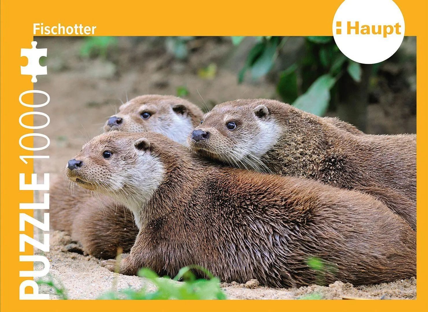 Haupt Puzzle Fischotter - Puzzle, 1000 Puzzleteile