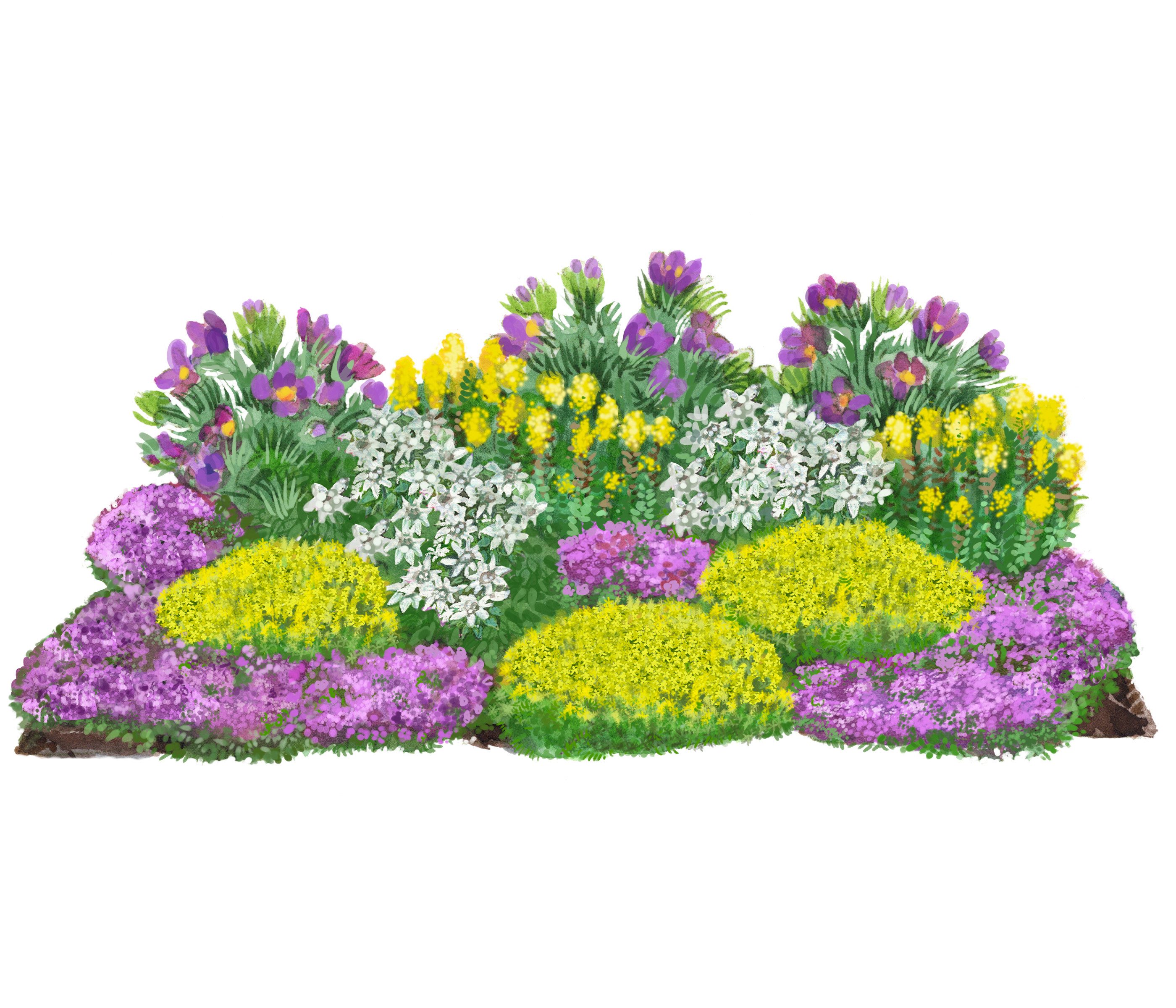 Dehner Staude Bio Stauden-Set Alpenliebe, je 2-15 cm exkl. Pflanztopf, Ø Topf 9 cm, exklusive Landlust Kollektion mit 18 Bio Pflanzen für sonnige Standort