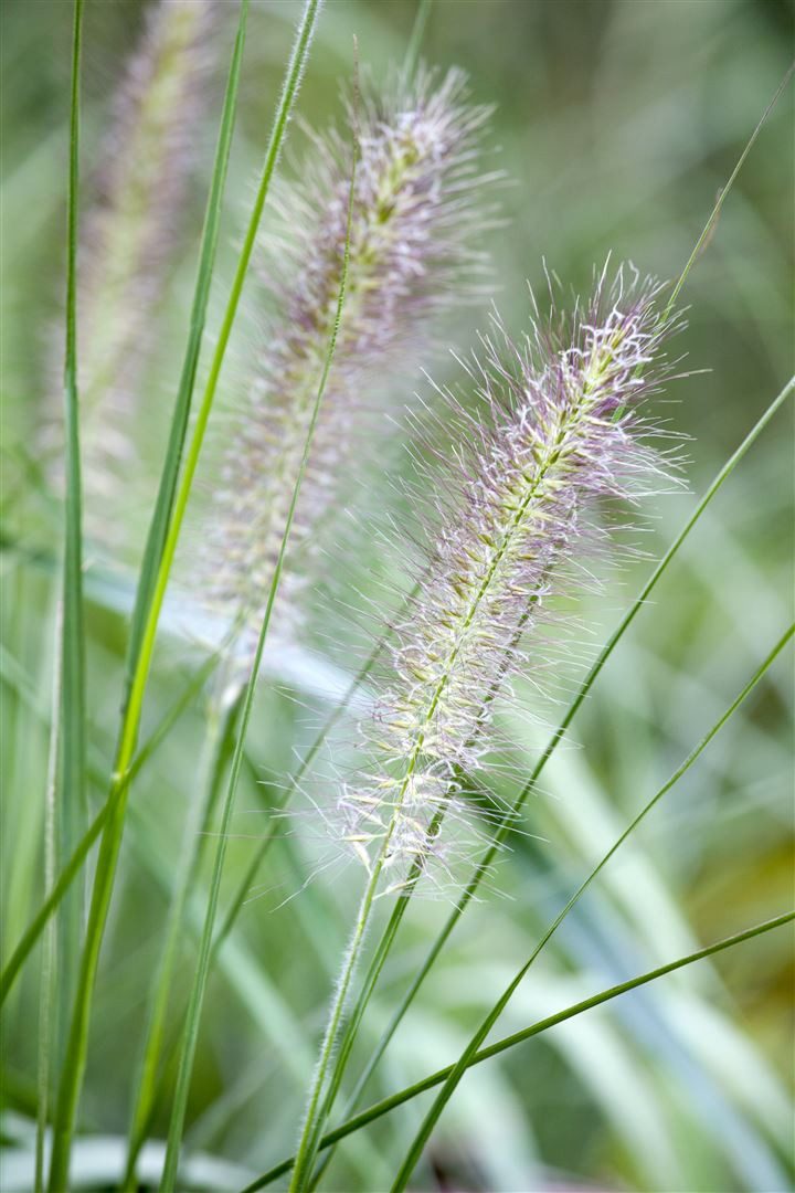 Pflanzen für Dich Травы Pennisetum alopec., 1 St., Lampenputzergras, Federborstengras, buschig, federartige Blütenstände