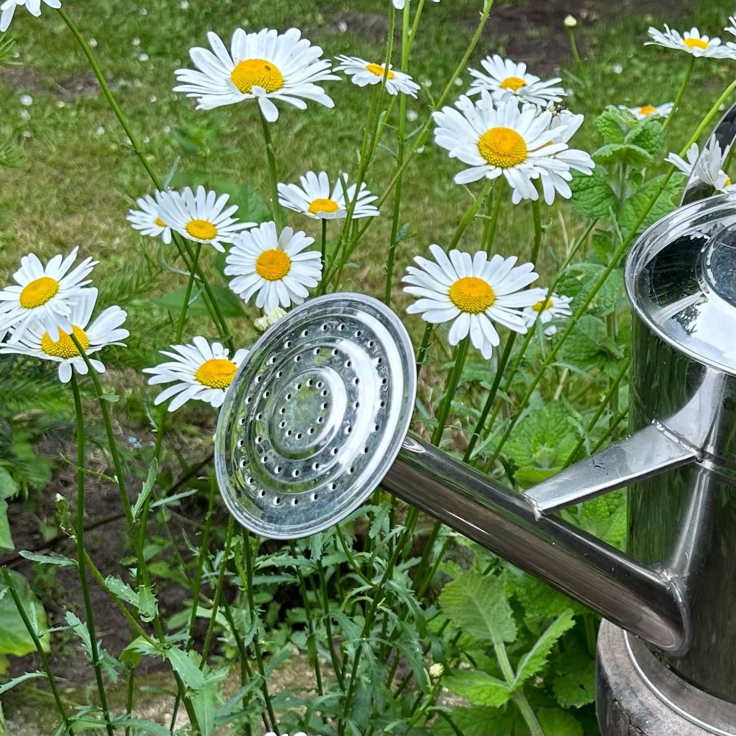 Antikas Gartenpflege-Set Gießkanne aus Edelstahl, Silber, Deko-Kanne, Blumenbeet