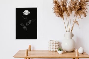 OneMillionCanvasses® Leinwandbild Eine weiße Rose auf schwarzem Hintergrund - schwarz und weiß, (1 St), Leinwandbild fertig bespannt inkl. Zackenaufhänger, Gemälde, 20x30 cm