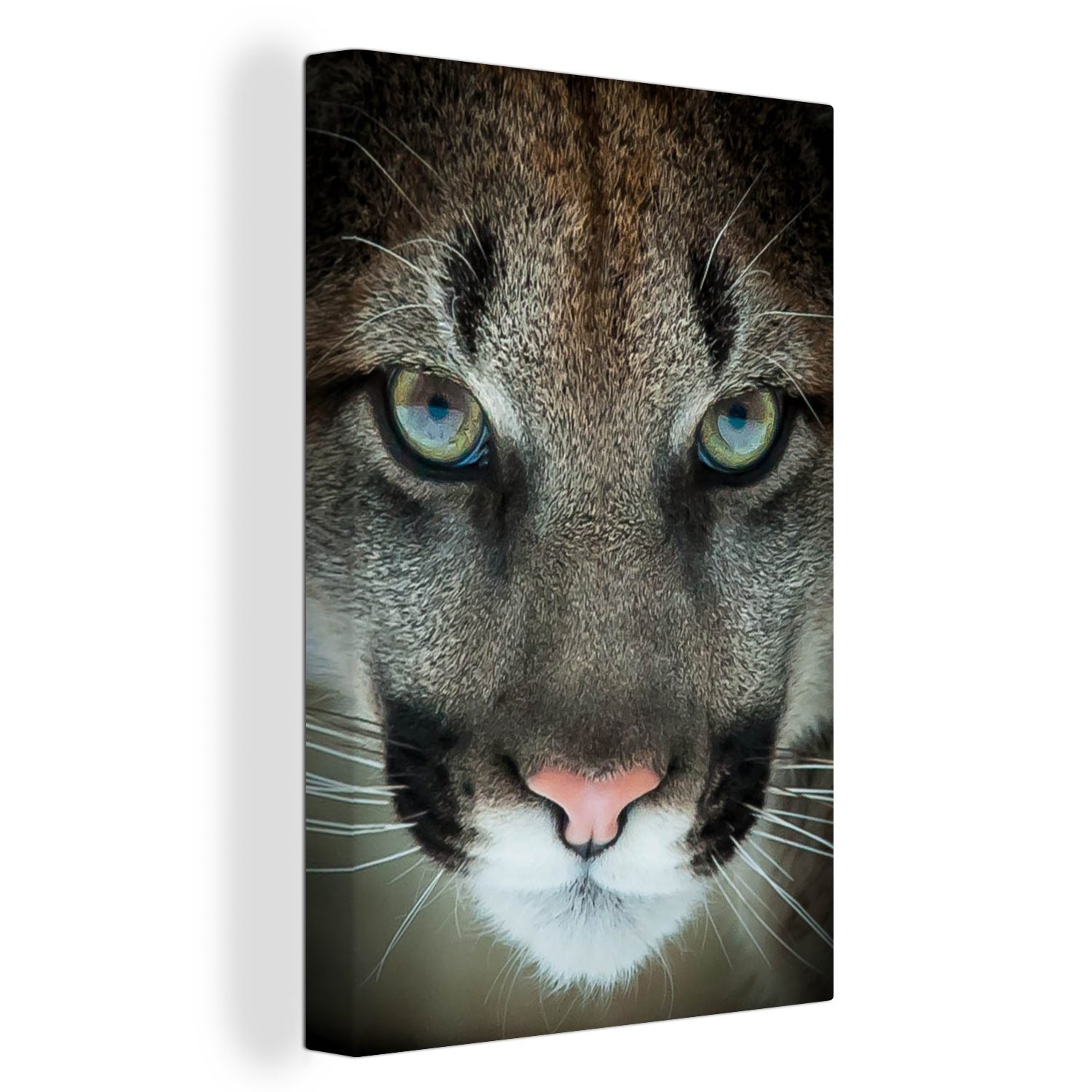 OneMillionCanvasses® Leinwandbild Nahaufnahme Puma, (1 St), Leinwandbild fertig bespannt inkl. Zackenaufhänger, Gemälde, 20x30 cm