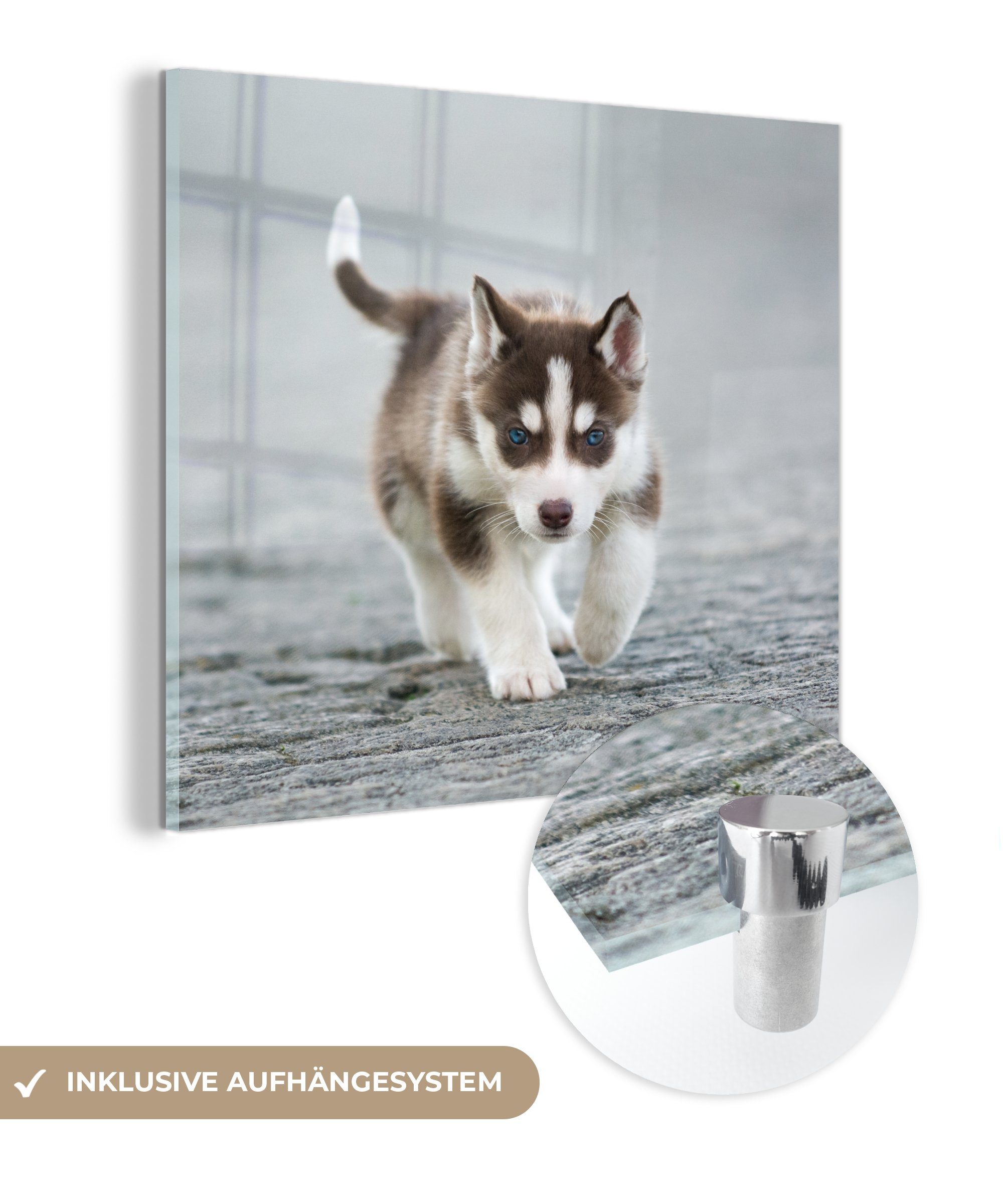 MuchoWow Acrylglasbild Husky-Welpe läuft über die Straße, (1 St), Glasbilder - Bilder auf Glas Wandbild - Foto auf Glas - Wanddekoration