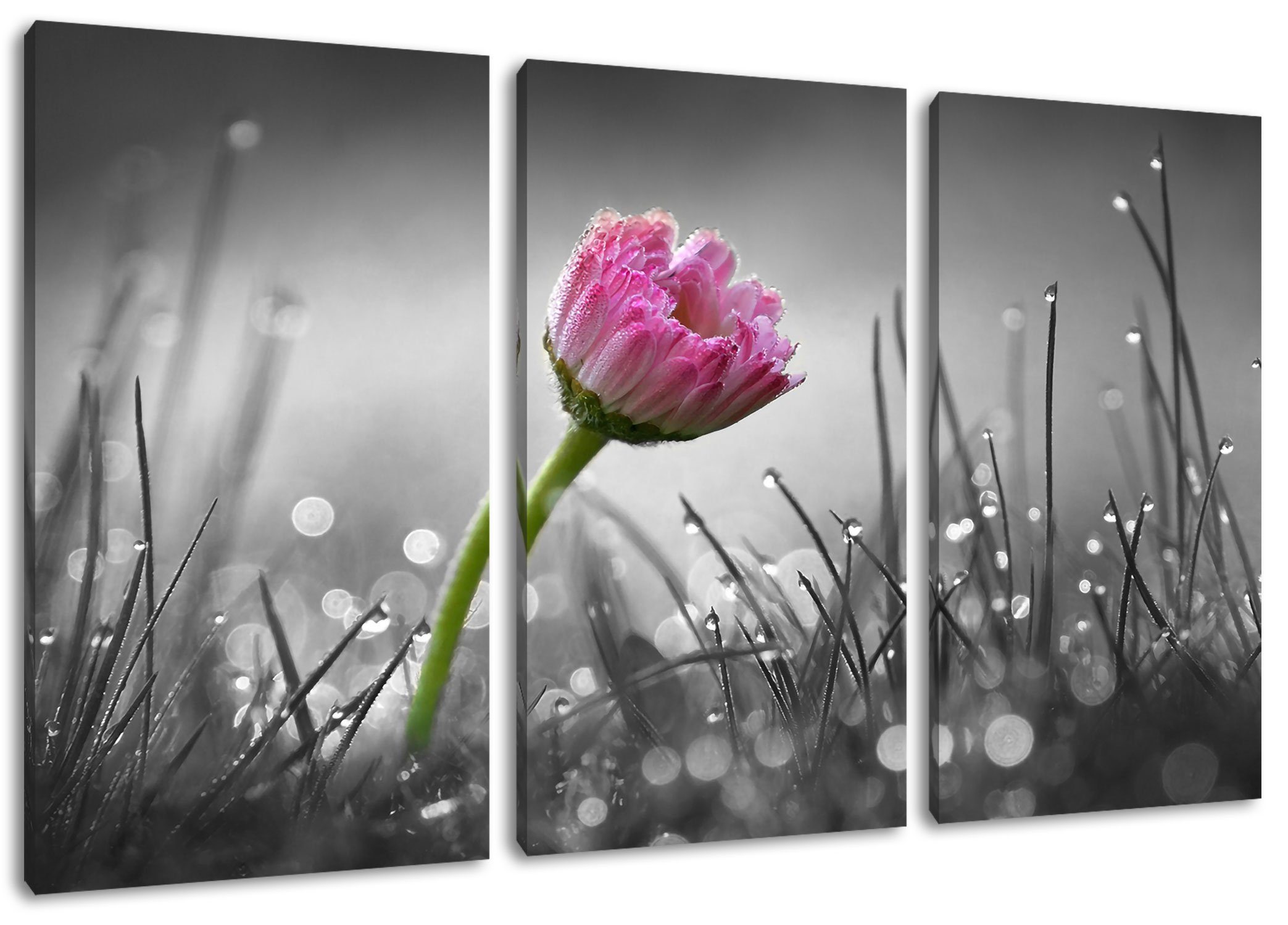 Pixxprint Leinwandbild im rosa (120x80cm) rosa Gänseblümchen (1 bespannt, Gras inkl. Gras, Gänseblümchen St), 3Teiler Leinwandbild Zackenaufhänger im fertig