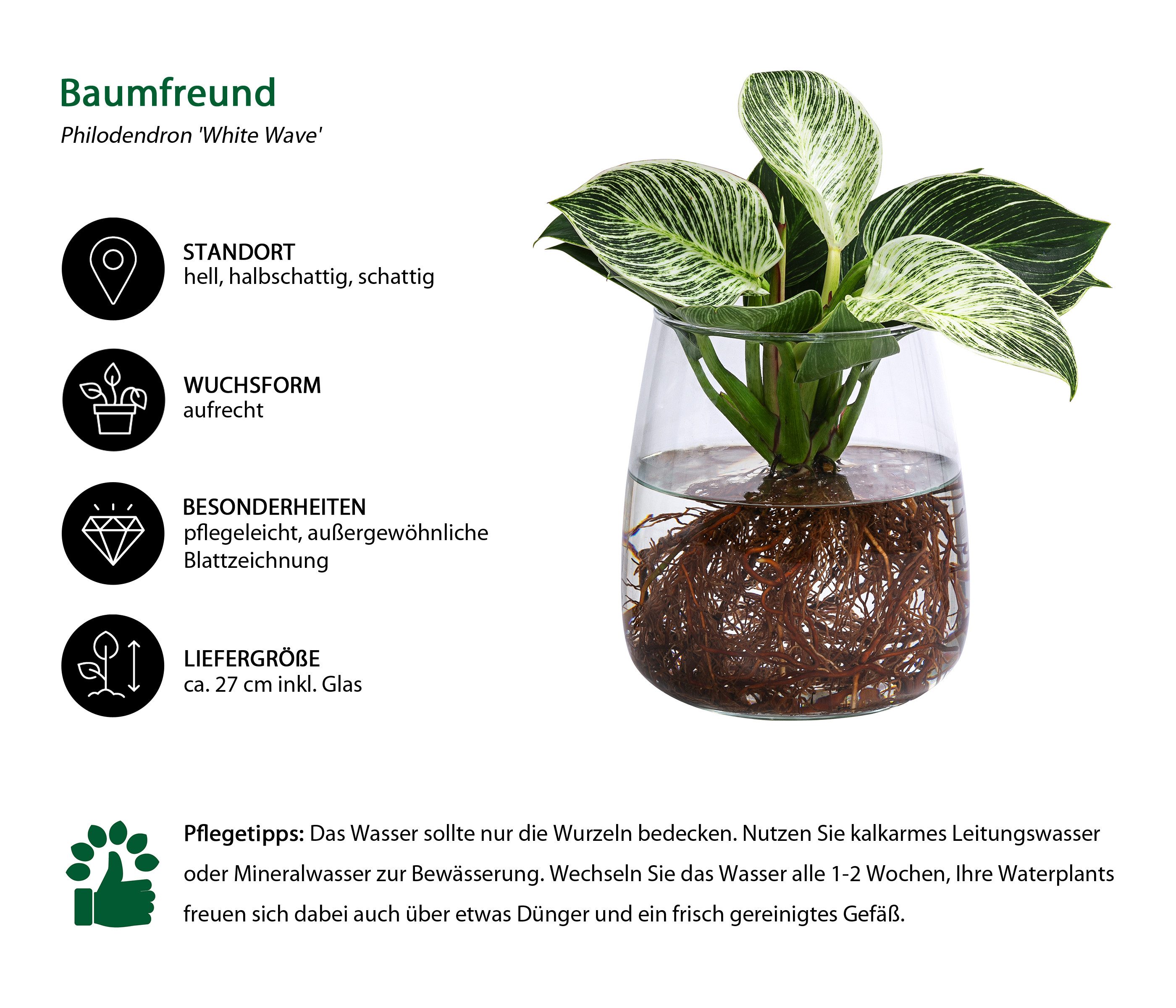 Dehner Zimmerpflanze Waterplant Kingston, Philodendron, im Glas, Philodendr günstig online kaufen