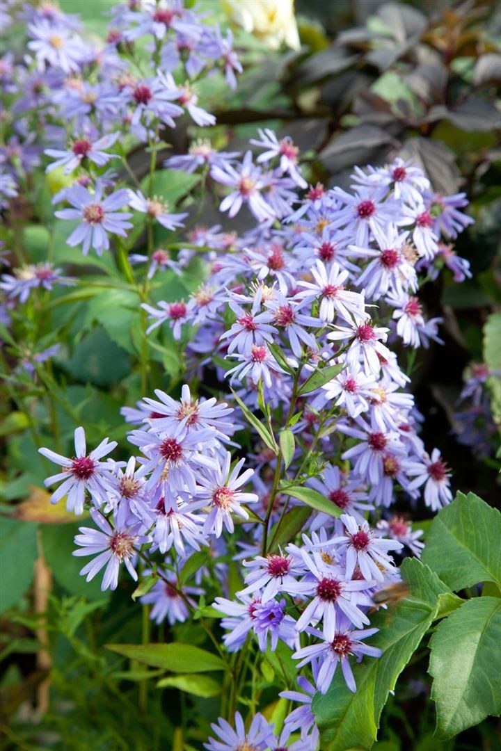 Pflanzen für Dich Staude Aster cordifolius Blue Heaven, 1 St., Herbstaster, Herzblatt-Aster