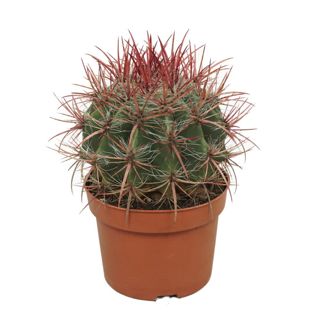 Exotenherz Kaktus Roter Teufelszungen-Kaktus Ferocactus stainesii 12cm Topf günstig online kaufen