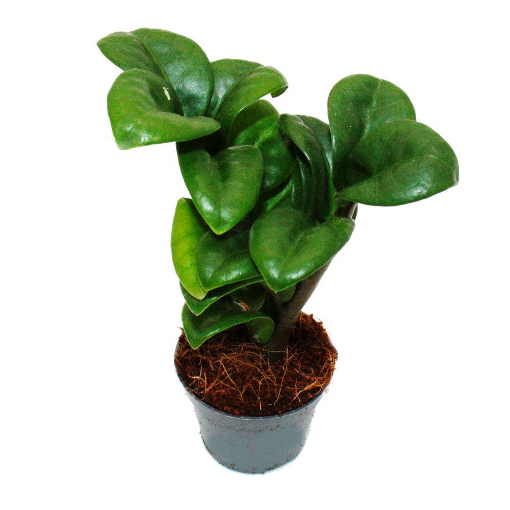 Exotenherz Zimmerpflanze Mini-Pflanze Zamio Palme Zamioculcas zamiifolia Glücksfeder 5,5cm Topf