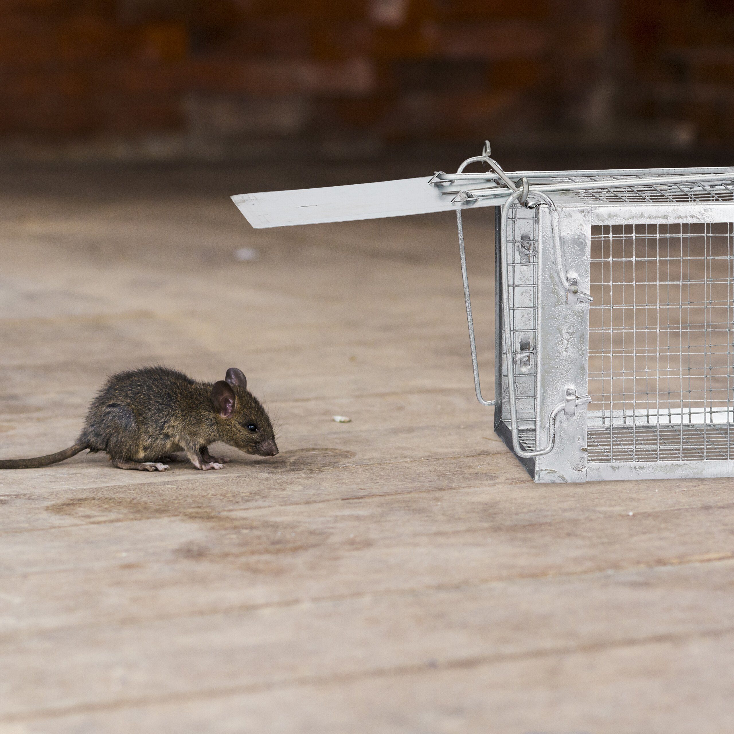 relaxdays Lebendfalle für Mäuse und Ratten – Bild 5 von 5