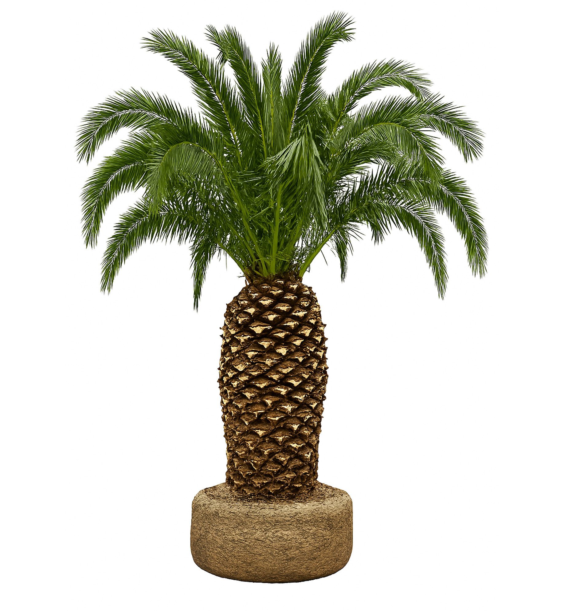 Palms-Store Baum Palme Phoenix Canariensis Höhe 8 Meter, Majestätischer Wuchs: Erreicht Höhen von bis zu 15 m