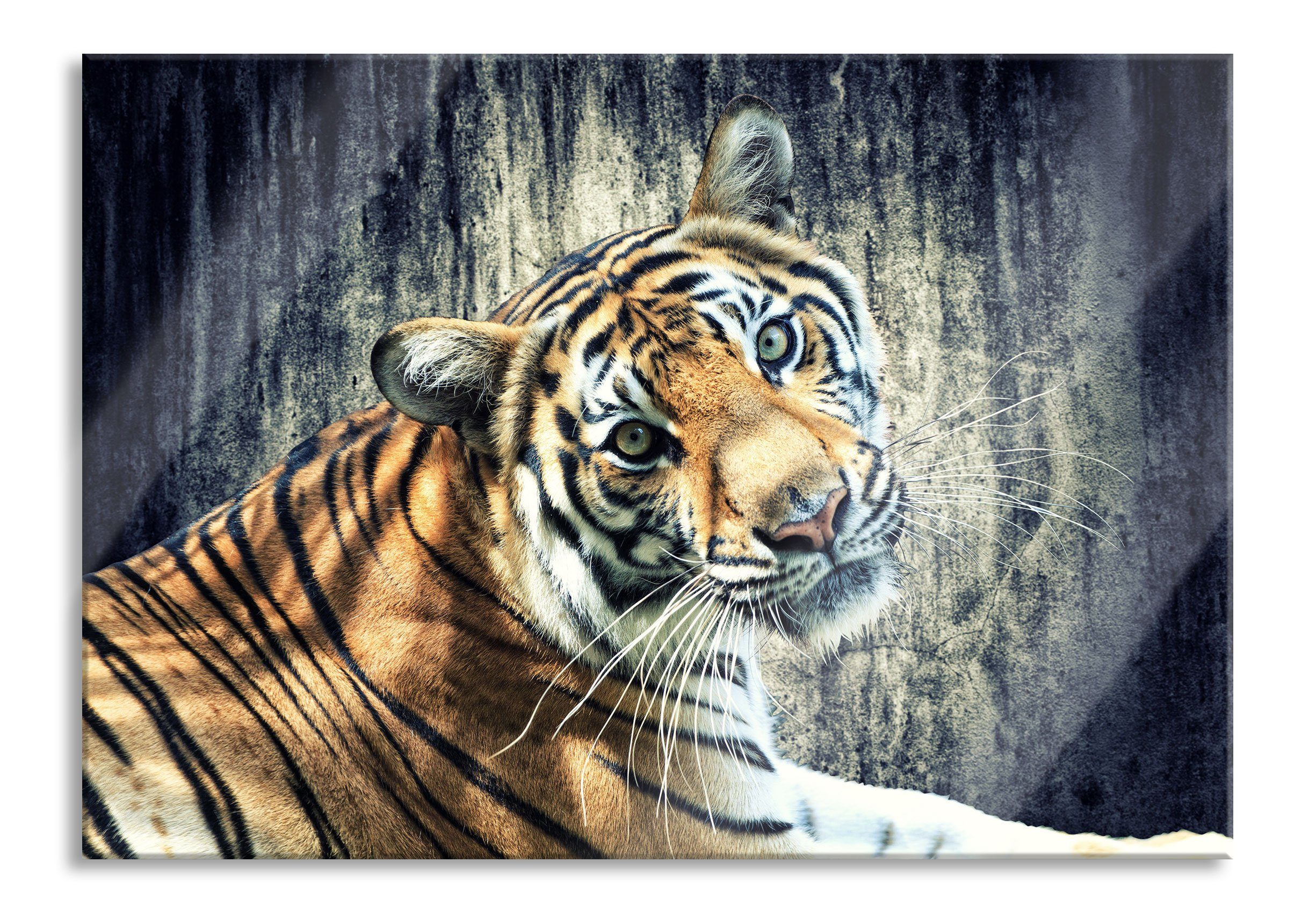 Pixxprint Glasbild Neugieriger Tiger, Neugieriger Tiger (1 St), Glasbild aus Echtglas, inkl. Aufhängungen und Abstandshalter