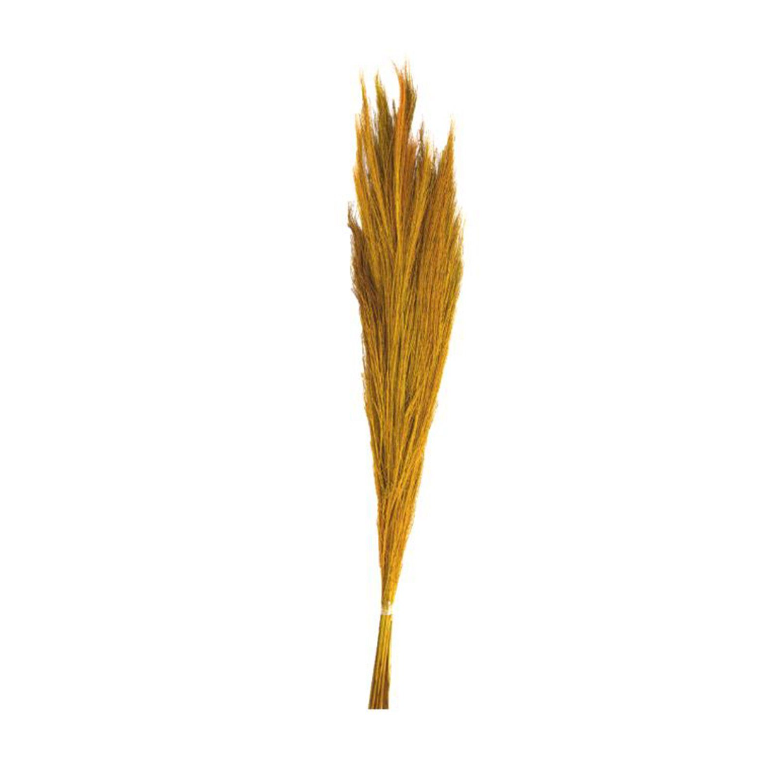 - DIJK 90-105 - - grass - Broom 100g, Ginstergras Thysanolaena gelb cm Trockenblume