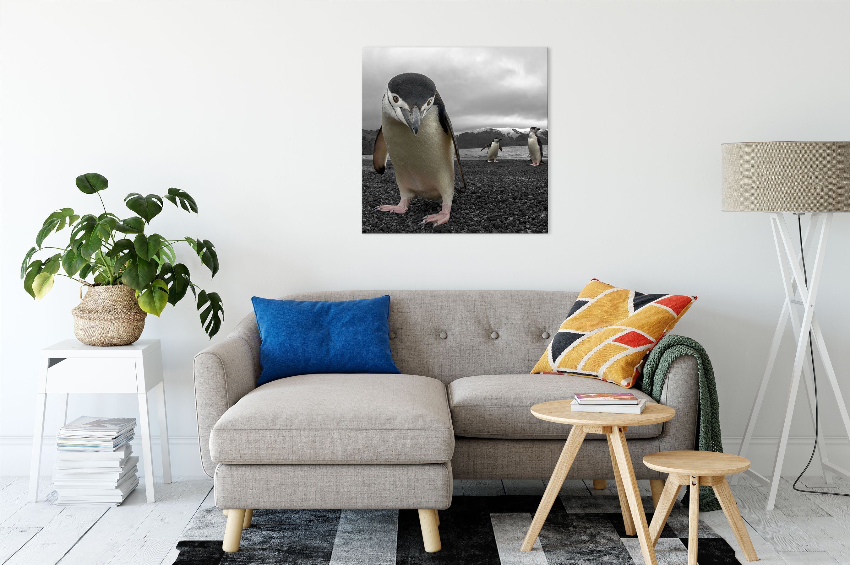 fertig Lustige St), Lustige bespannt, (1 inkl. Pinguine, Leinwandbild Leinwandbild Pinguine Zackenaufhänger Pixxprint