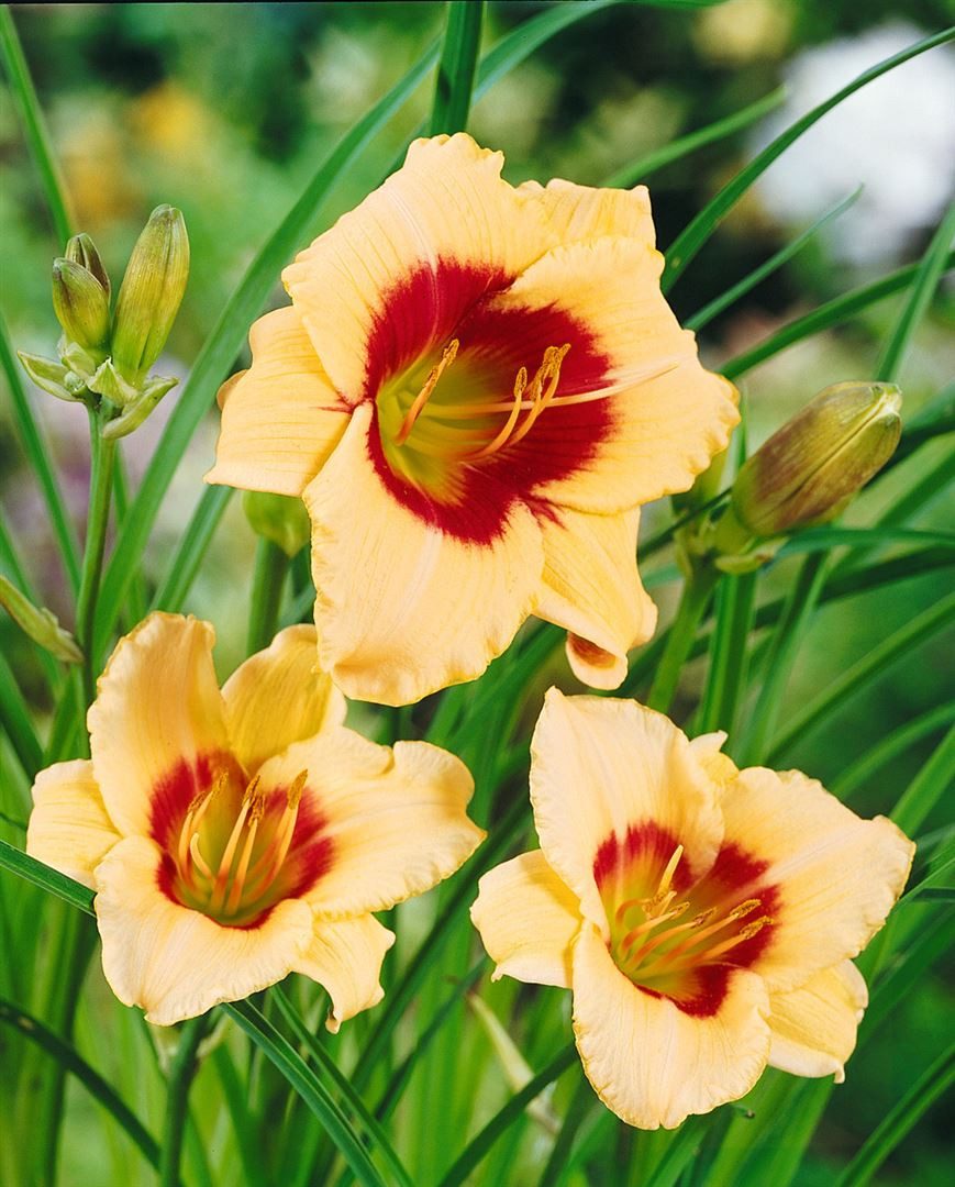 Pflanzen für Dich Staude Hemerocallis cult. Pandora's Box, 1 St., Taglilie
