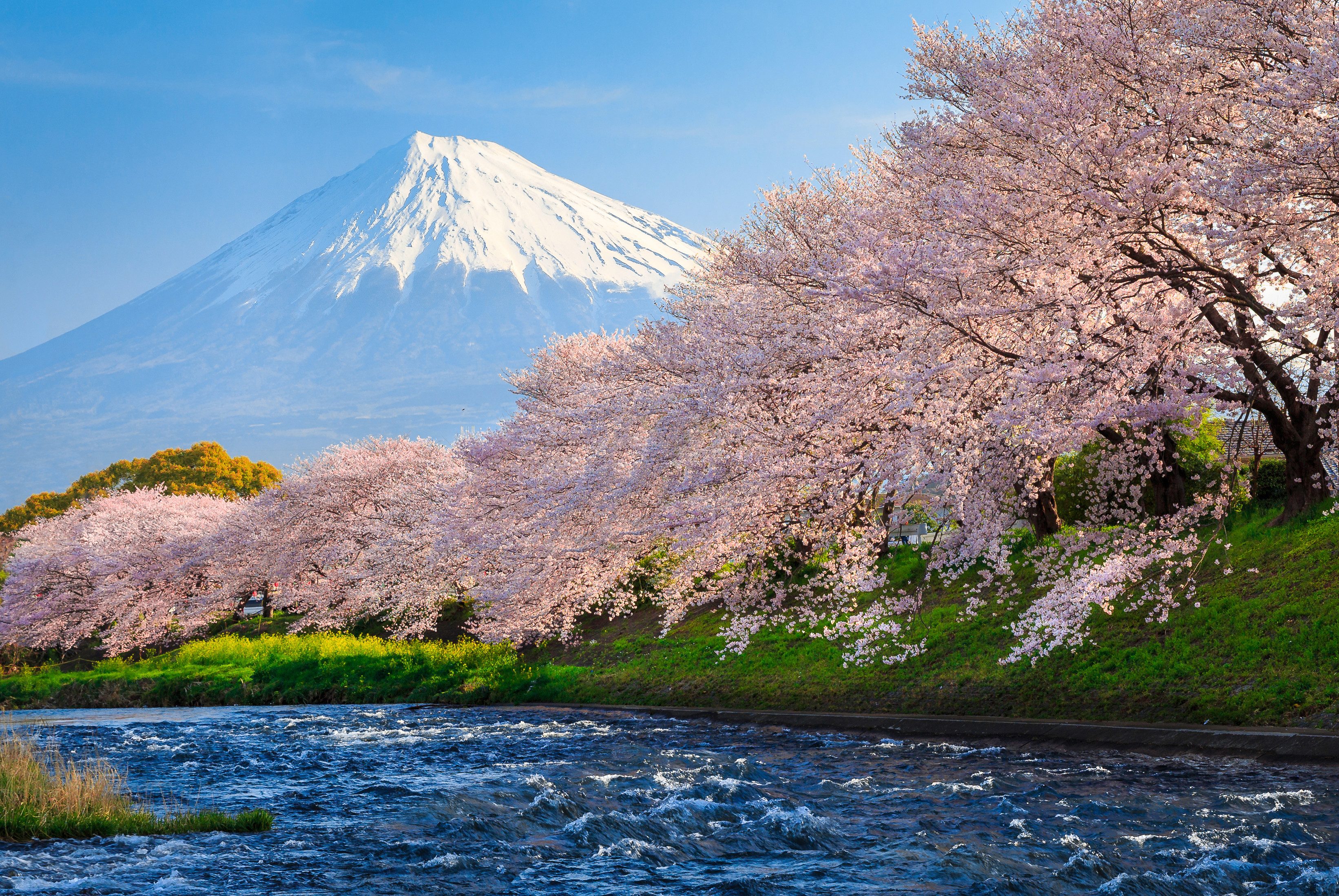 Papermoon Fototapete Fuji and Sakura, glatt