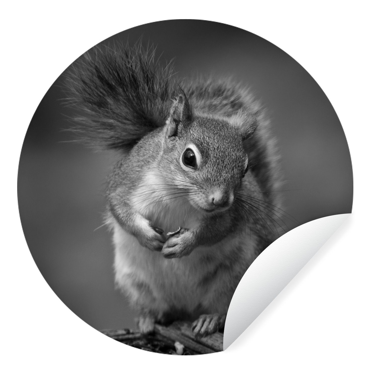 MuchoWow Wandsticker Neugieriges Eichhörnchen in Schwarz und Weiß (1 St), Tapetenkreis für Kinderzimmer, Tapetenaufkleber, Rund, Wohnzimmer