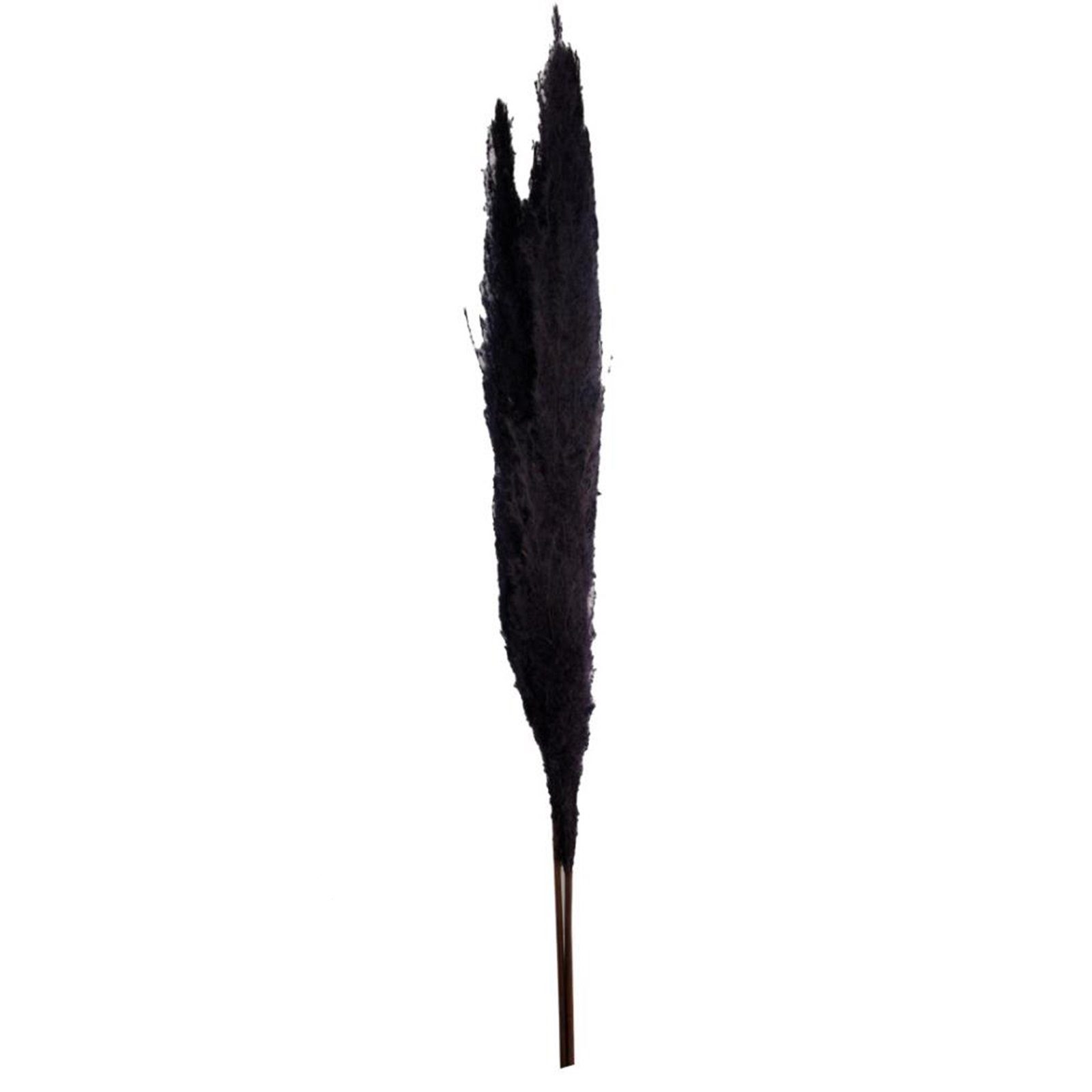 Trockenblume Pampasgras schwarz - pampas grass - Cortaderia - 100-115 cm - 3 Stück, DIJK
