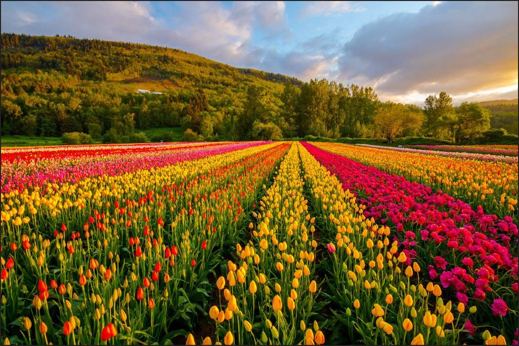 Muralo Fototapete Blumen – Fototapete Wandtapete Vlies Wanddeko Wohnzimmer, floral, Blumen – Tulpen – Feld, 90 x 60 cm, Vlies