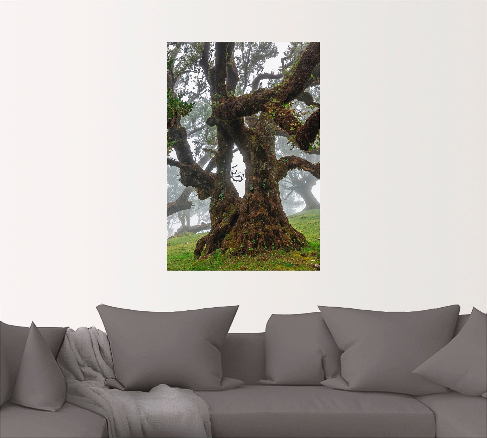 St), (1 Größen versch. Alubild, Leinwandbild, Alter oder Wandaufkleber Bäume Lorbeerbaum, Poster Wandbild als Artland in