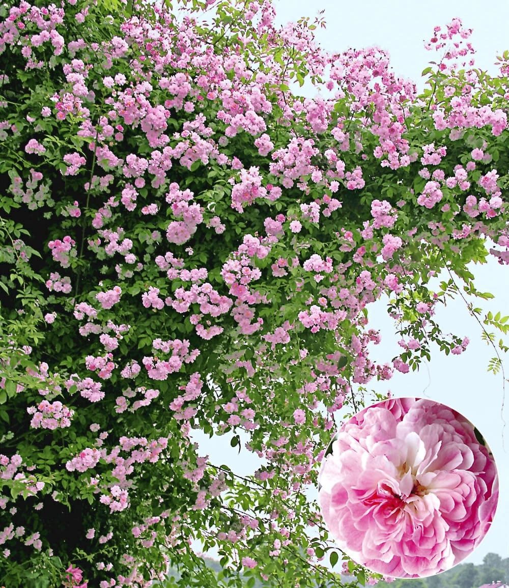 BALDUR Garten Rose Rambler-Rose 'Paul's Himalayan Musk Rambler', 1 St., Climbing-rose,duftend,winterhart, mehrjährig, pflegeleicht