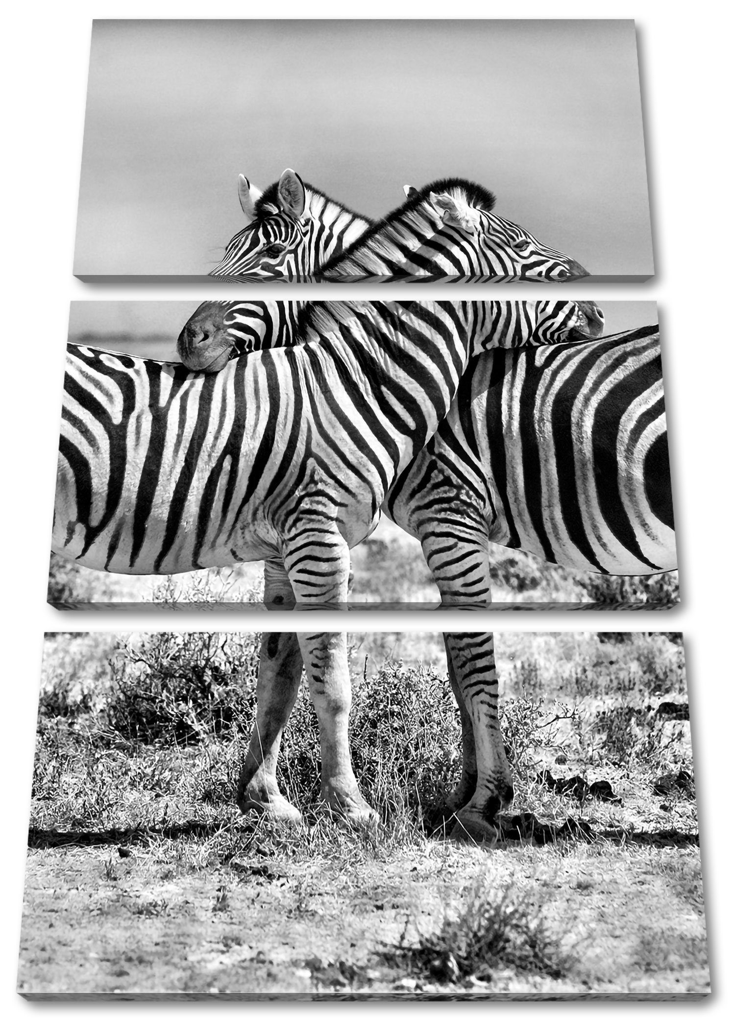 Schmusende Zackenaufhänger St), (1 bespannt, Zebras, Leinwandbild inkl. Pixxprint Schmusende (120x80cm) 3Teiler Zebras Leinwandbild fertig