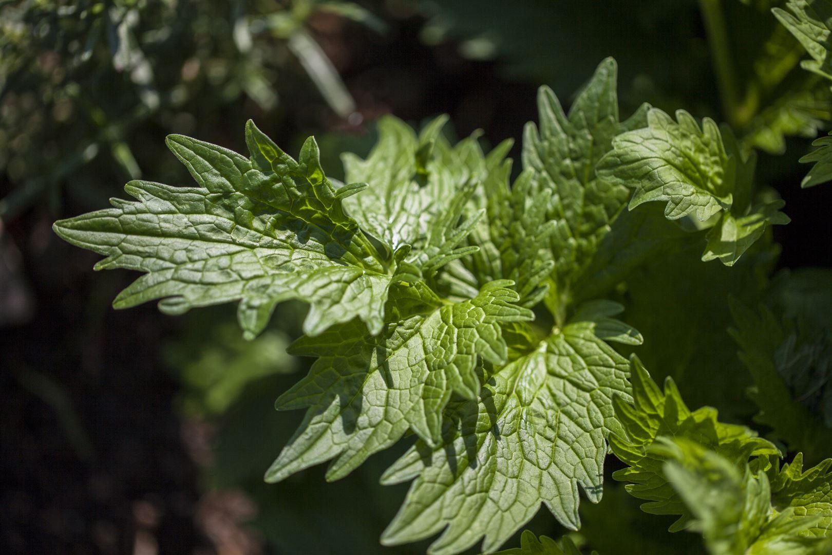 Pflanzen für Dich Staude Valeriana officinalis, 1 St., Echter Baldrian, Baldrian