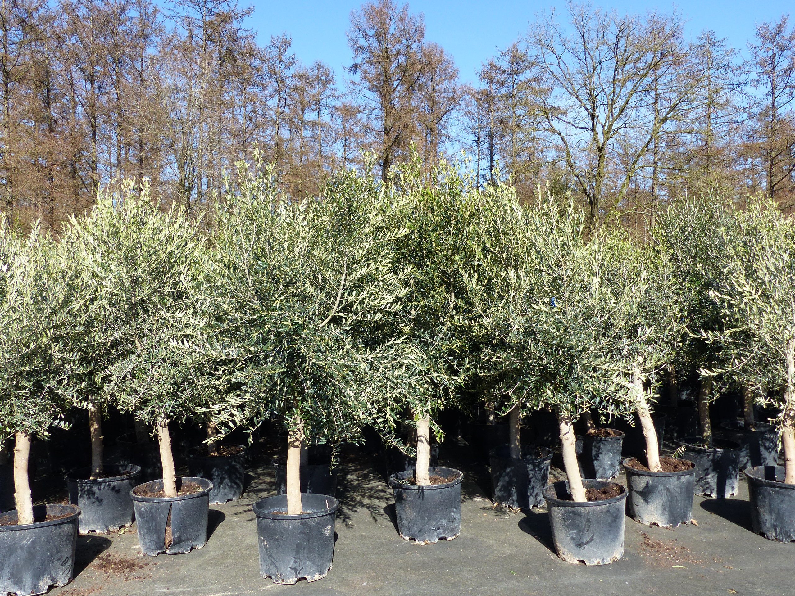 gruenwaren jakubik Olivenbaum 3x Olivenbaum Olive "20 Jahre" 180 - 220 cm, Stammumfang 20 - 30 cm
