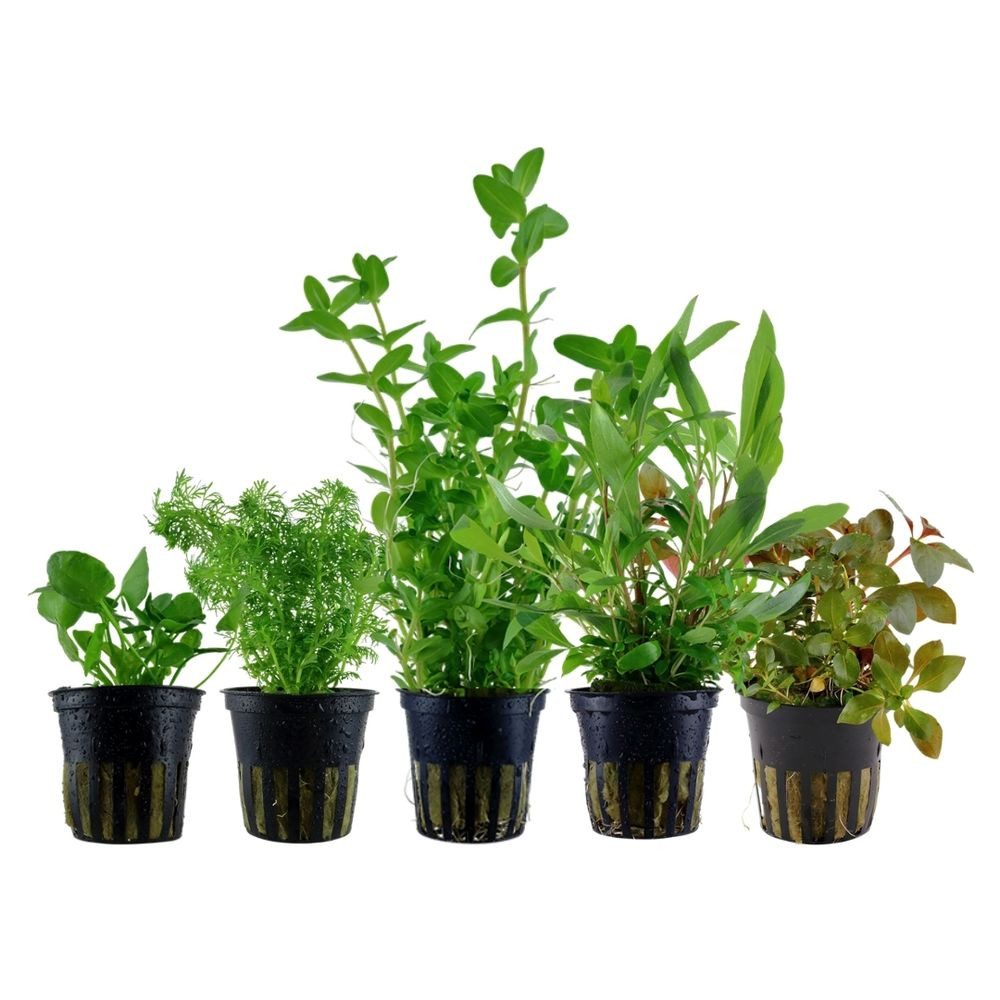 Aquaone Wasserpflanze Pflanzen Set mit 5 schnellwachsenden Aquariumpflanzen günstig online kaufen