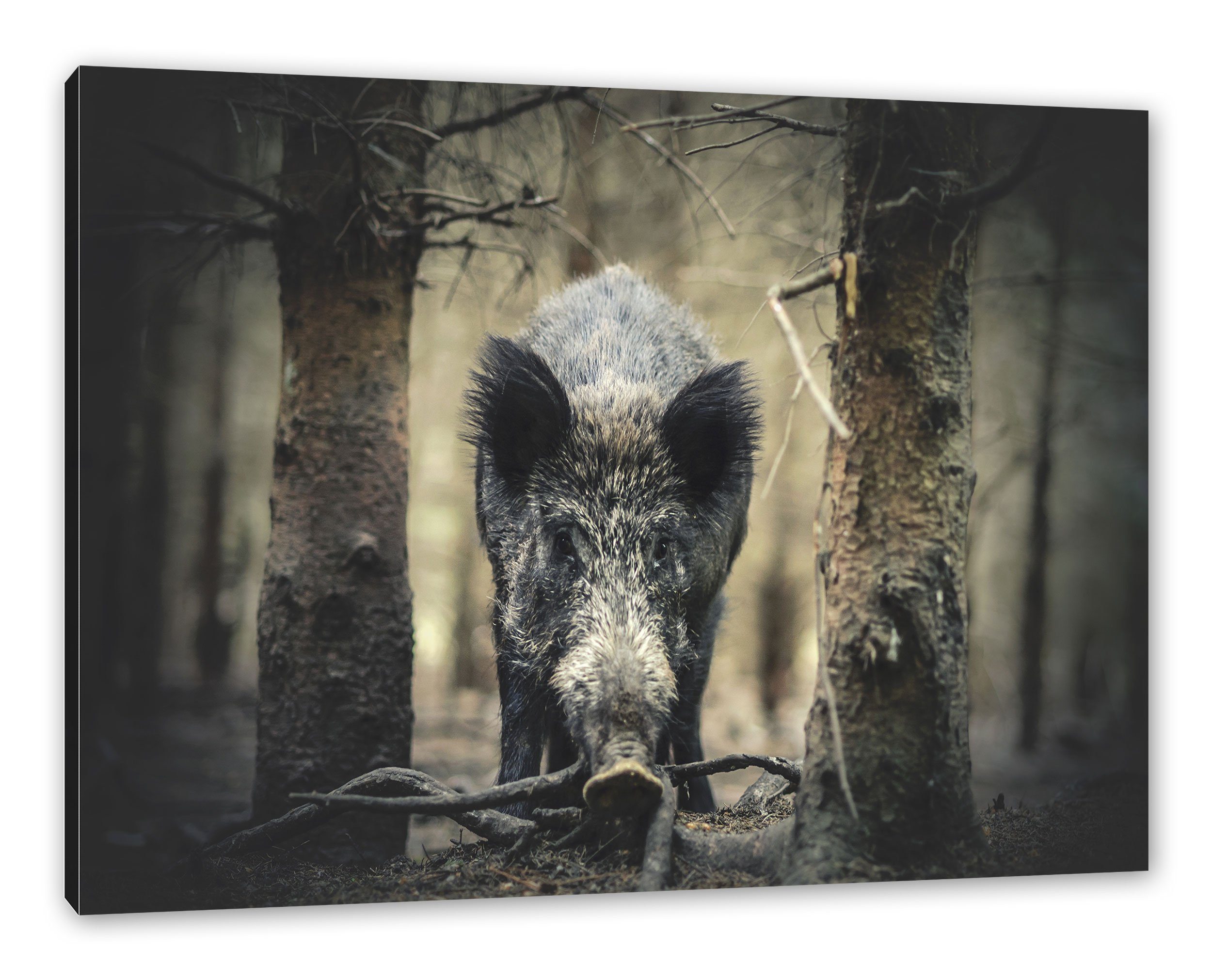 Pixxprint Leinwandbild Nahaufnahme Wildschwein im Wald, Nahaufnahme Wildsch günstig online kaufen