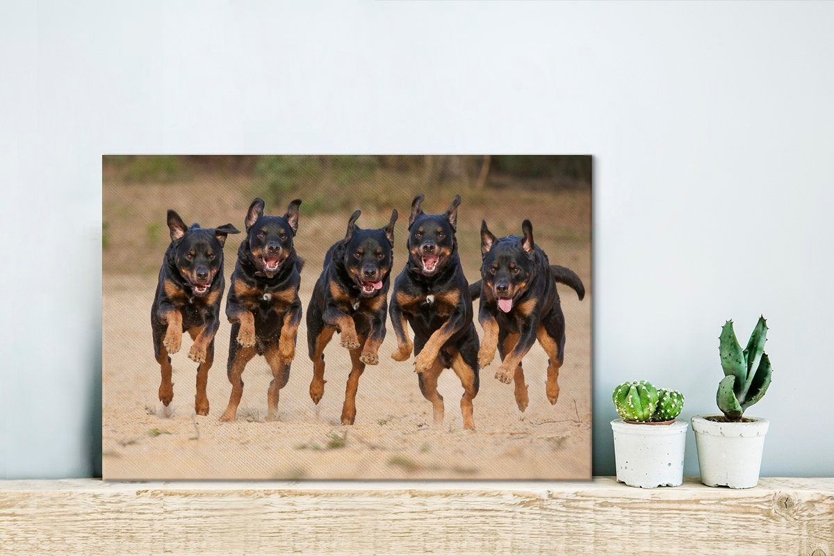 OneMillionCanvasses® Leinwandbild In einer (1 Wandbild Aufhängefertig, St), Rottweiler, laufende Leinwandbilder, Wanddeko, 30x20 Reihe cm