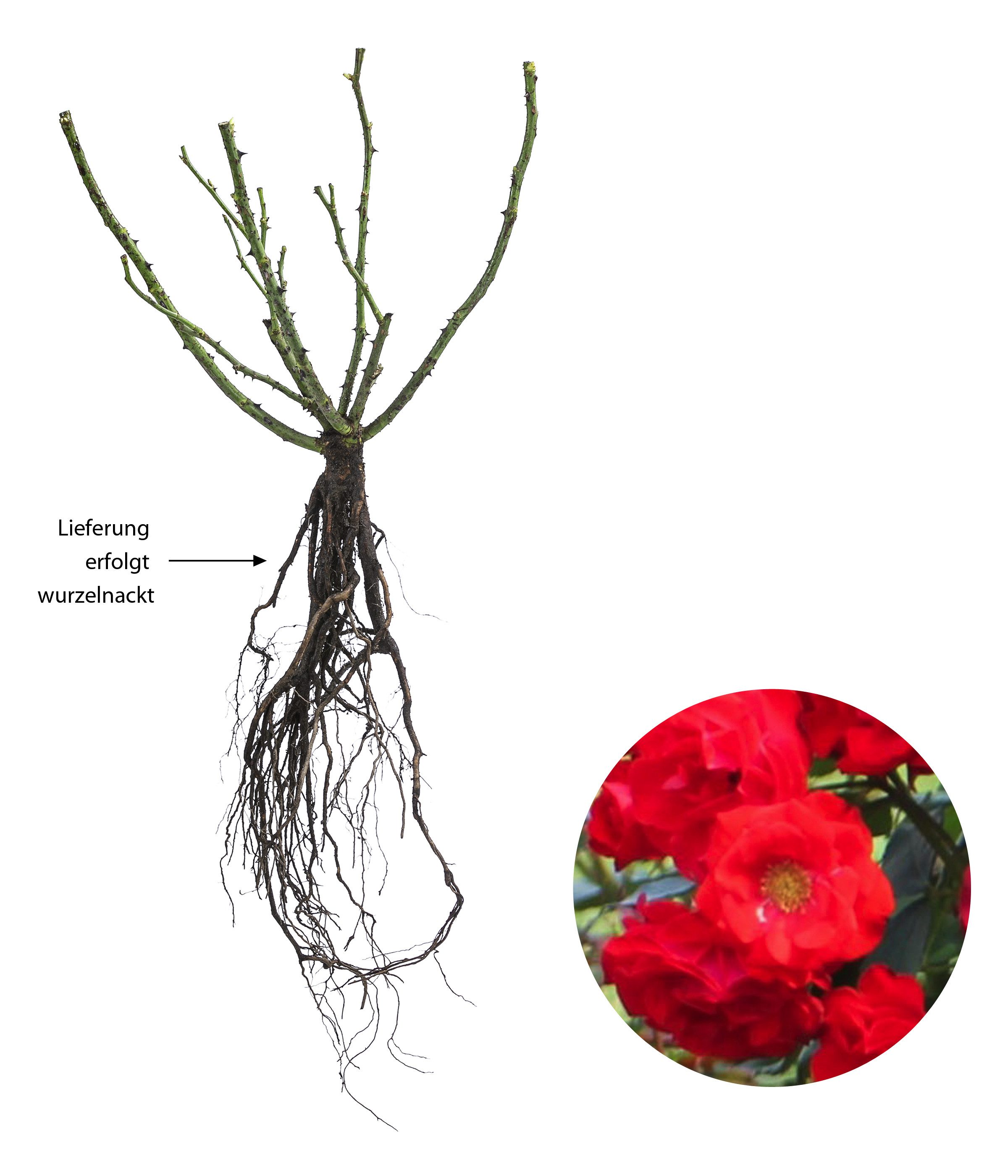 Dehner Rose Beetrose Montana®, rote Blüten, nicht duftend, halbgefüllt und groß, Züchter Tantau