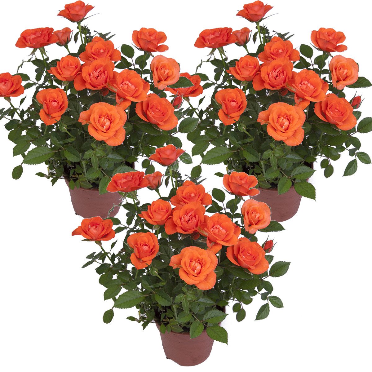 Bloomique Zimmerpflanze 3er-Set - Topfrosen Orange - Für drinnen und draußen - Zimmerpflanzen, 3 St.