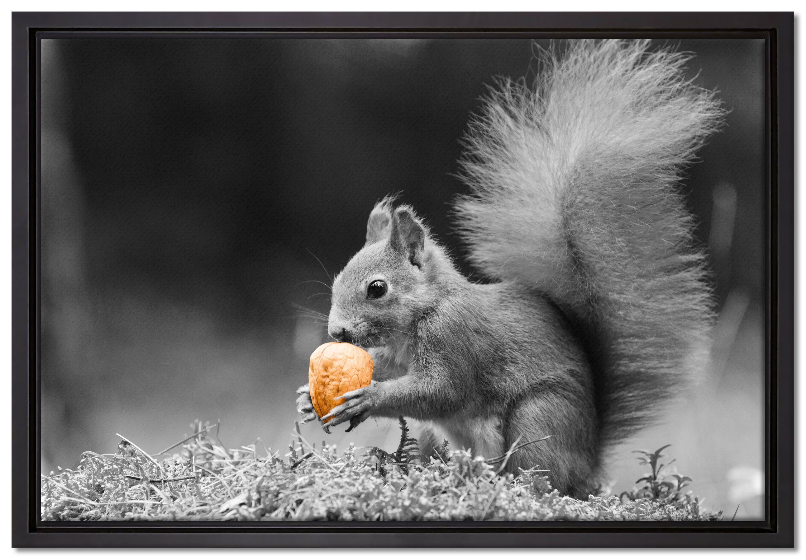 Pixxprint Leinwandbild niedliches Eichhörnchen mit Nuss, Wanddekoration (1 St), Leinwandbild fertig bespannt, in einem Schattenfugen-Bilderrahmen gefasst, inkl. Zackenaufhänger