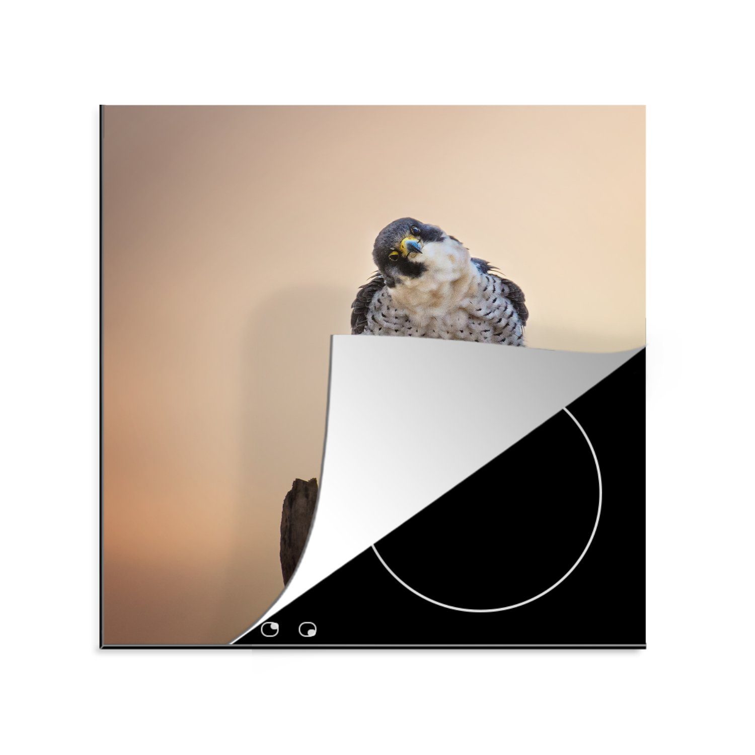 MuchoWow Herdblende-/Abdeckplatte Falke - Zweig - Raubvogel, Vinyl, (1 tlg), 78x78 cm, Ceranfeldabdeckung, Arbeitsplatte für küche