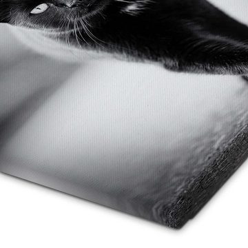Posterlounge Leinwandbild Silvio Schoisswohl, Elegante schwarze Katze, Wohnzimmer Fotografie