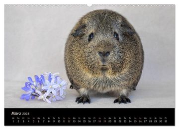 CALVENDO Wandkalender Meerschweinchen - Kleine süße Fellnasen (Premium, hochwertiger DIN A2 Wandkalender 2023, Kunstdruck in Hochglanz)