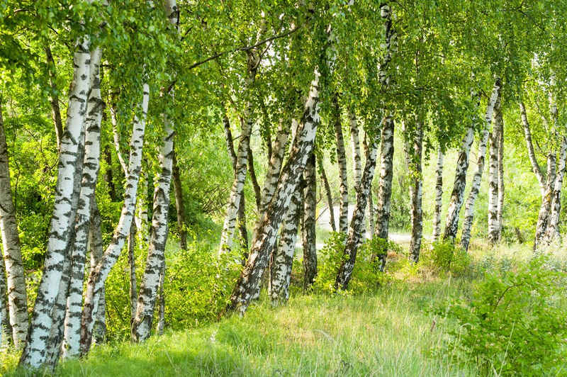 Papermoon Fototapete Birch Tree Forest, glatt
