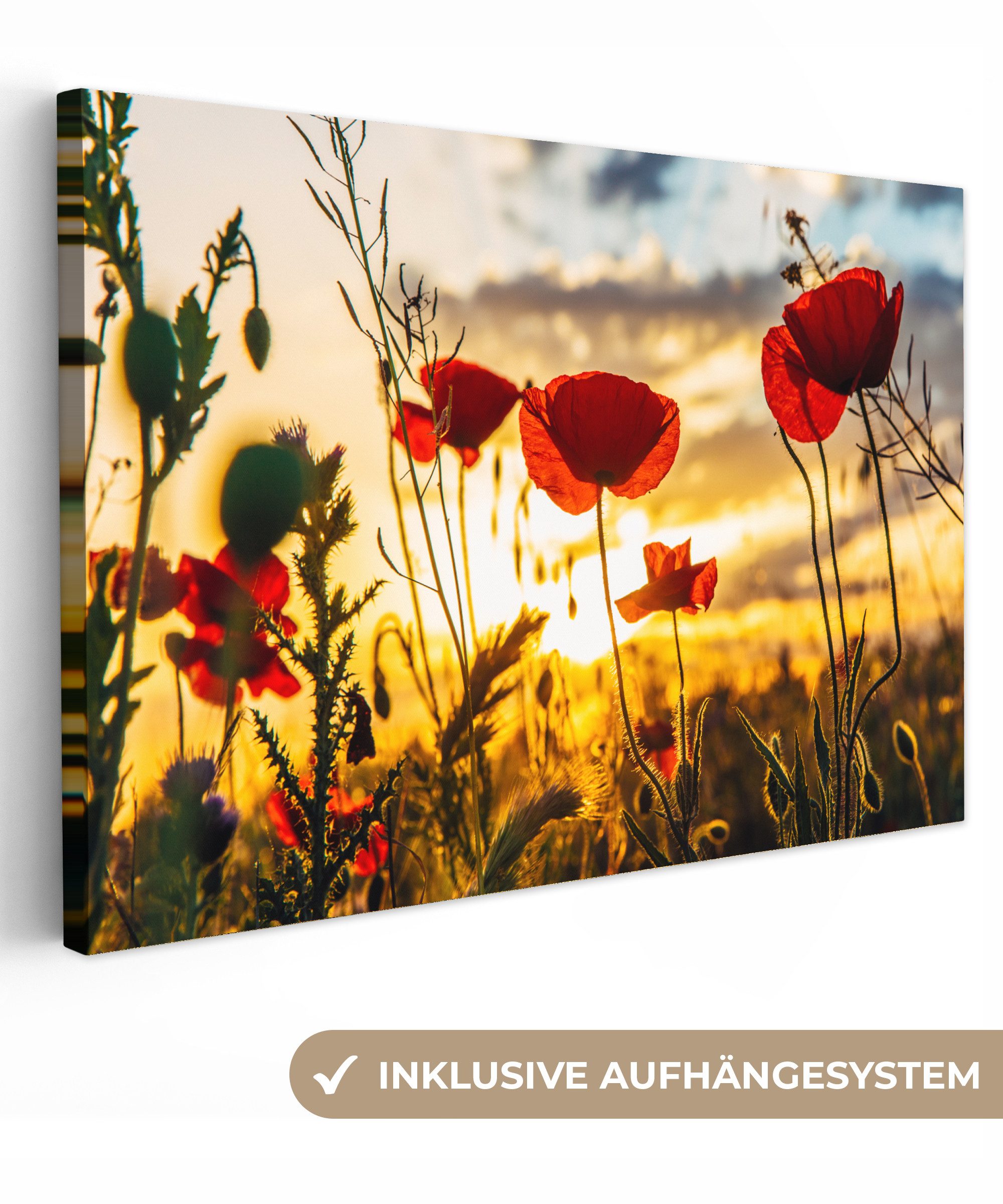 OneMillionCanvasses® Leinwandbild Rote Mohnblumen bei Sonnenaufgang, Fotodr günstig online kaufen
