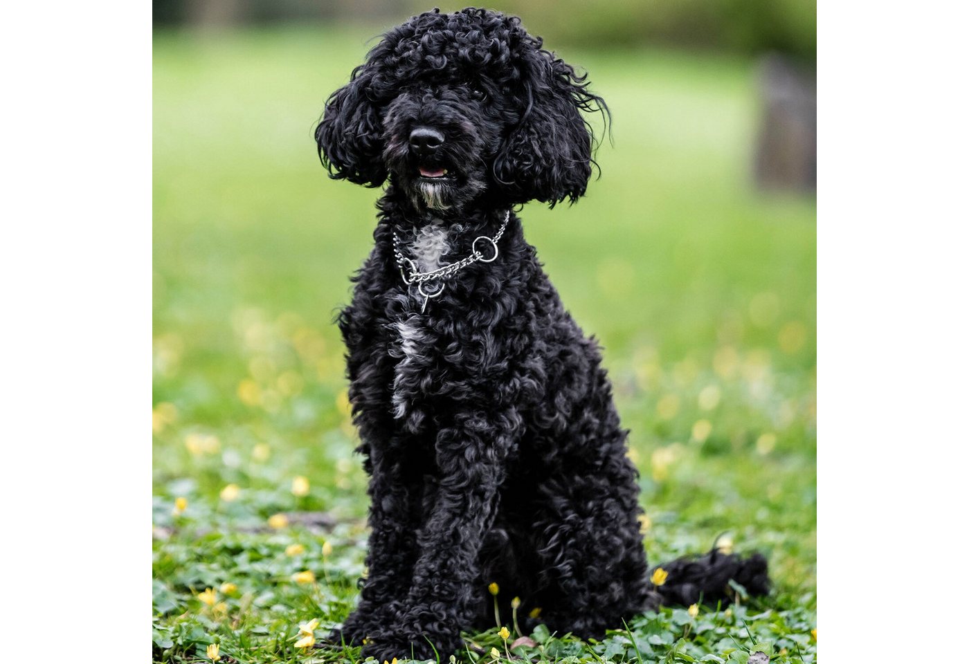 Thumbnail - SPRENGER Hunde-Halsband Halskette mit Zugbegrenzung – runde Glieder