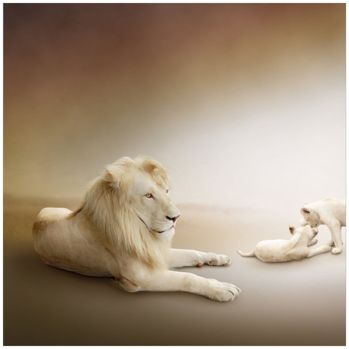 Wallario Löwenfamilie Lack Ikea Tischplatte mit Jungtieren St), geeignet Tisch für (1