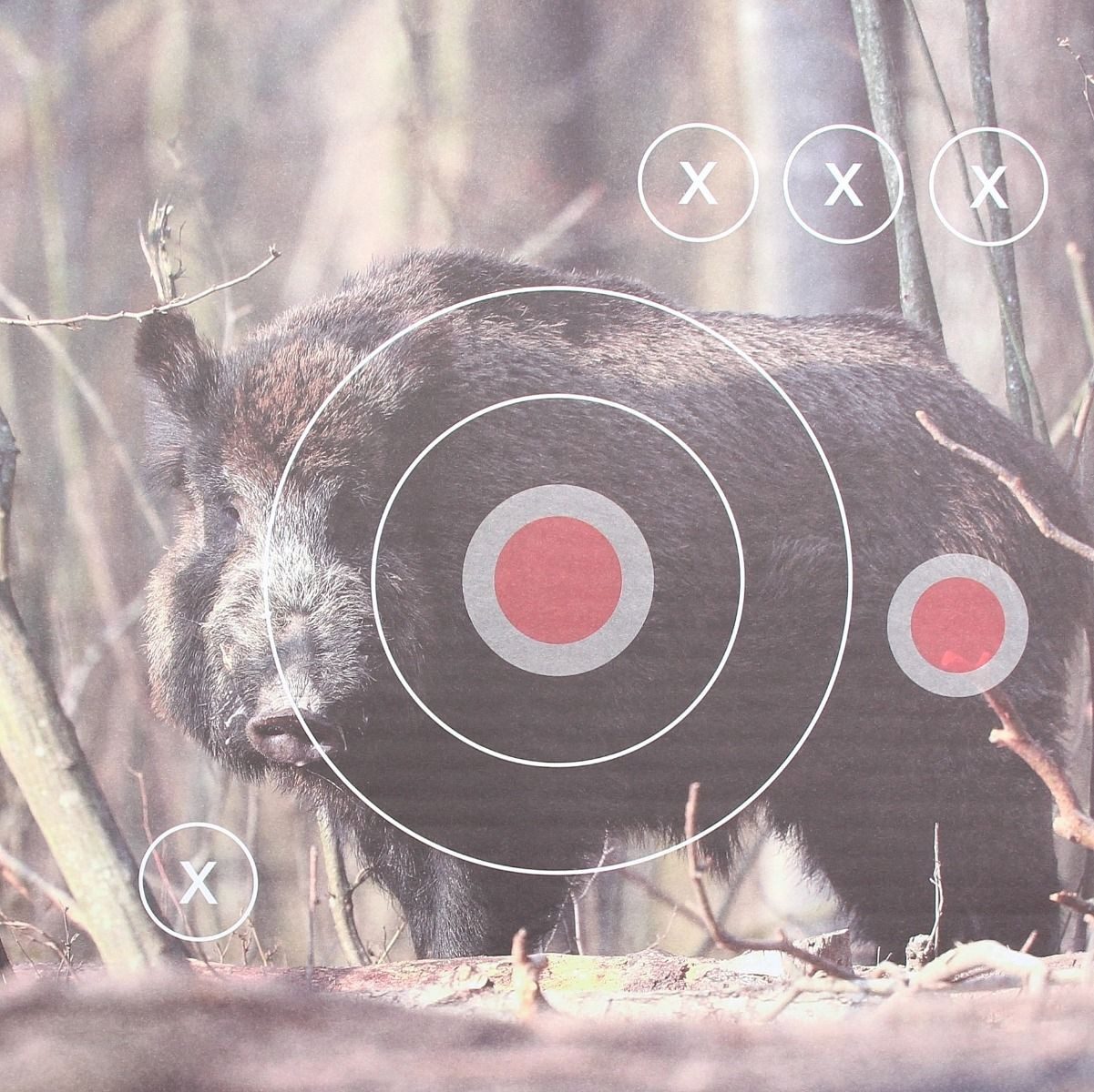 Buchner Großhandel Zielscheibe Landmann Zielscheiben 31x31cm, "Wildschwein", 25 Stück, (25-tlg), Wildschweinmotiv