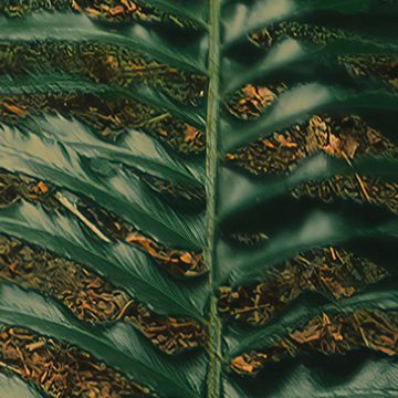 Komar Fototapete Vlies Fototapete - Hall of Mosses - Größe 400 x 250 cm, glatt, bedruckt, (Packung, 1 St)