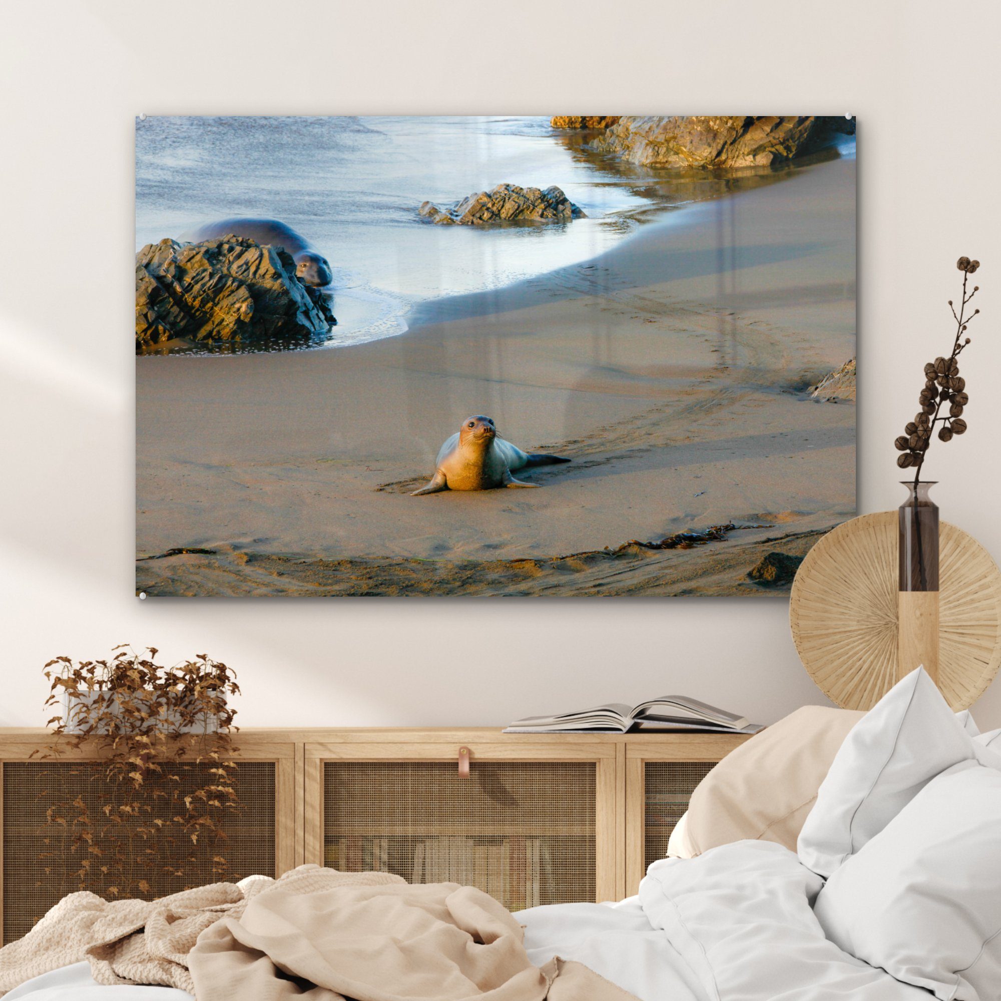 & Acrylglasbild St), Acrylglasbilder Tiere MuchoWow Wohnzimmer Strand, - - (1 Schlafzimmer Robbe