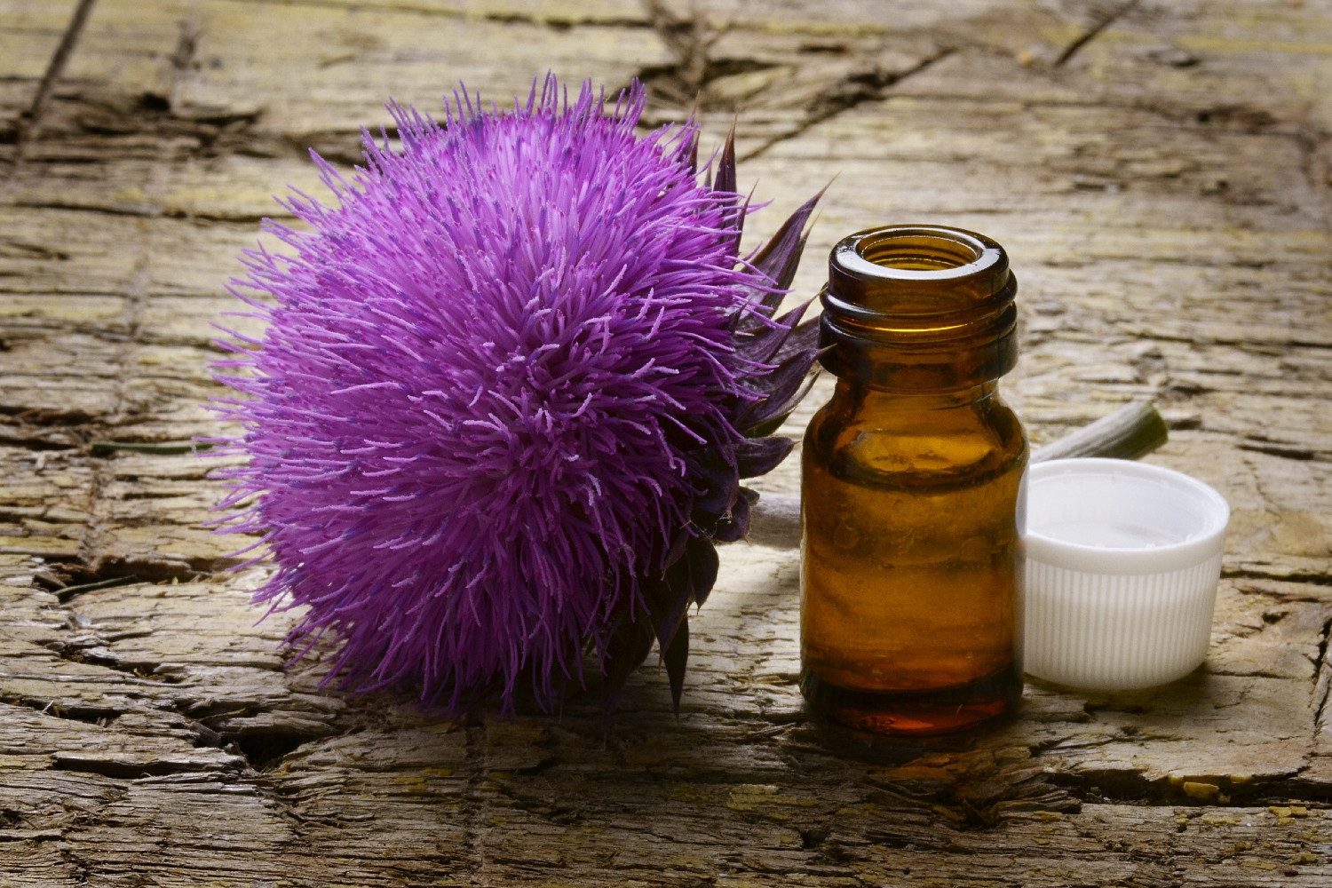 SAFLAX Blumensamen SAFLAX - Samen - Mariendistel – Bild 5 von 5