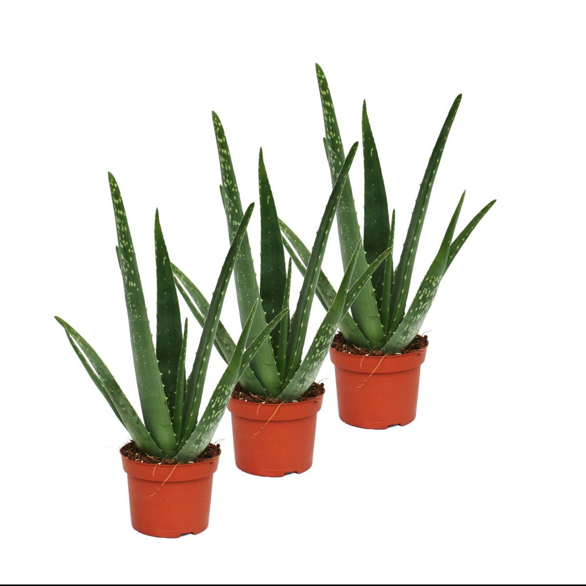 Exotenherz Sukkulente 3er Set - Aloe vera - ca. 2 Jahre alt - 10,5cm Topf