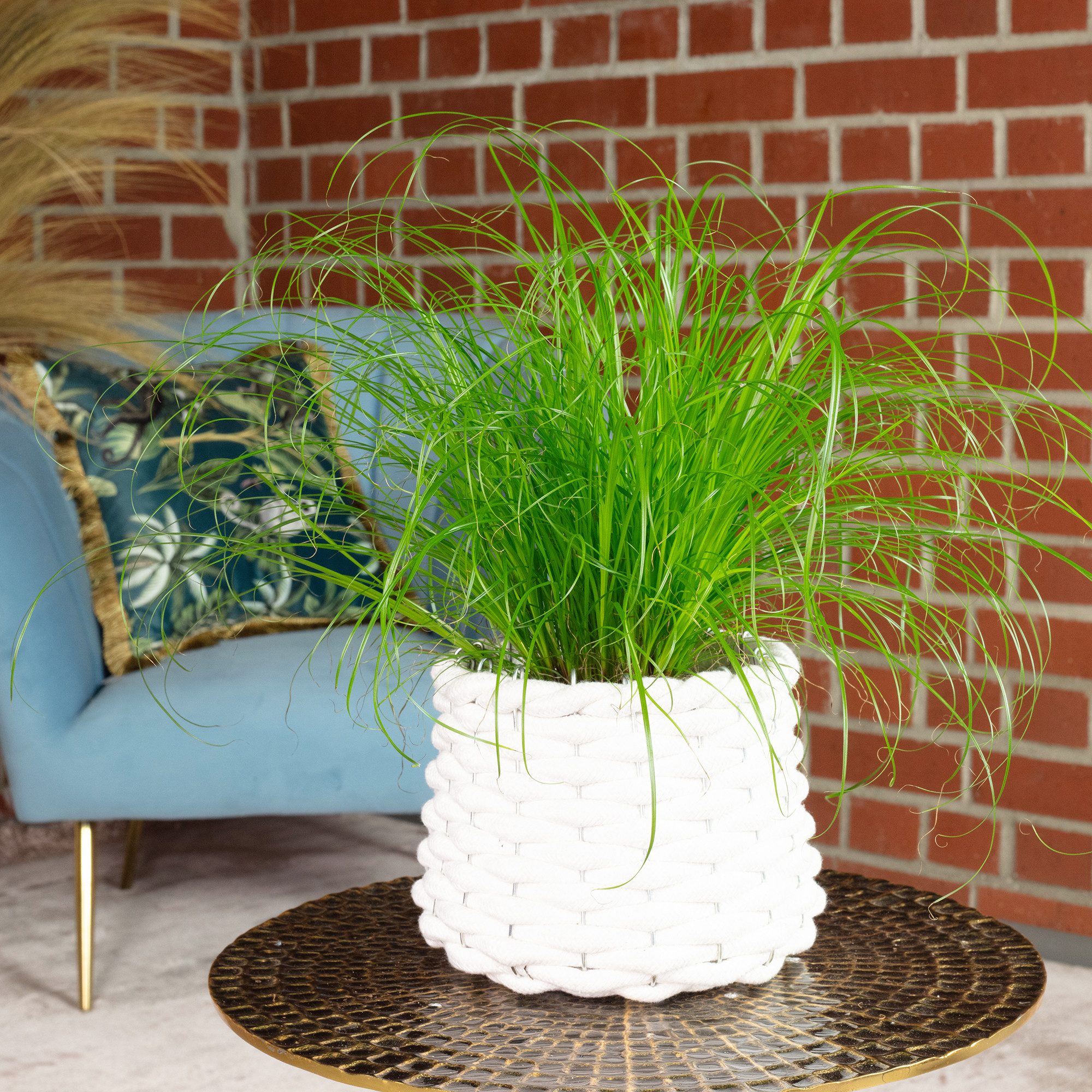 Flowerbox Zimmerpflanze Echtes Katzengras - Cyperus alternifolius Zumula, pflegeleicht - Höhe ca. 30 cm, Topf-Ø 12 cm