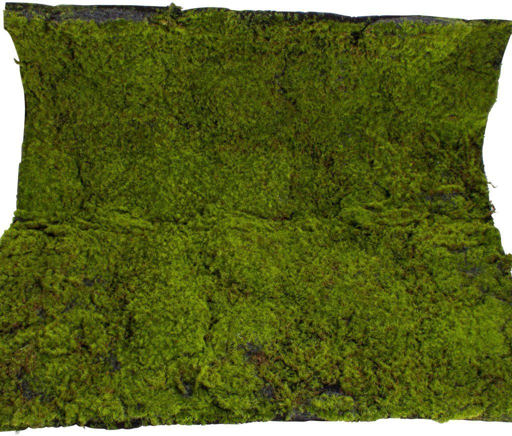 Künstliche Zimmerpflanze Moosmatte Moos, Botanic-Haus, Höhe 5 cm