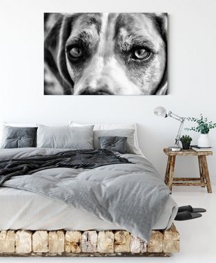 Pixxprint Leinwandbild große Beagle-Augen, große Beagle-Augen (1 St), Leinwandbild fertig bespannt, inkl. Zackenaufhänger